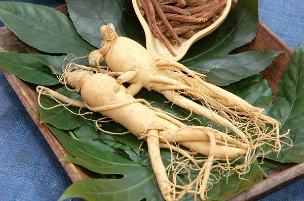 Panax Ginseng