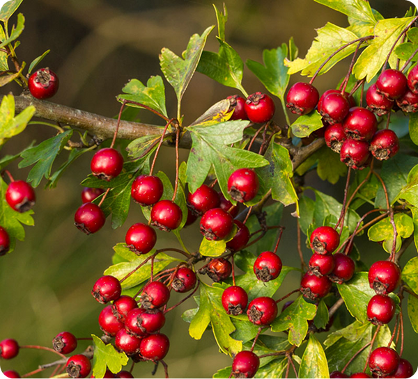 Hawthorn Berry